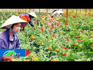 Lễ biểu dương và tôn vinh người trồng hoa | LTV
