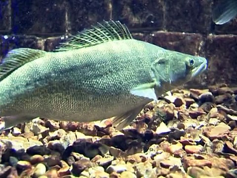 Le lac de Biscarosse et ses sandres