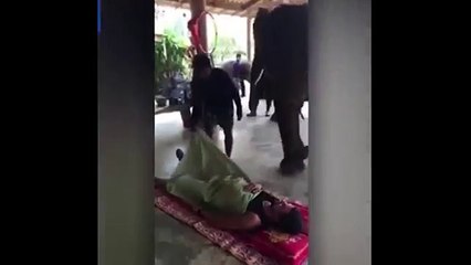 Ils tentent au péril de leur vie le massage d'un éléphant
