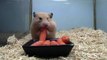 Cute Hamster eating Carrots