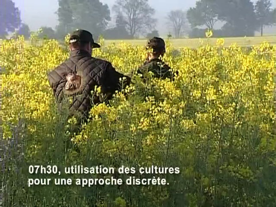 Le brocard en pologne - partie 2