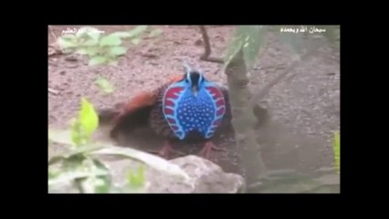 عجائب مخلوقات ئب مخلالله