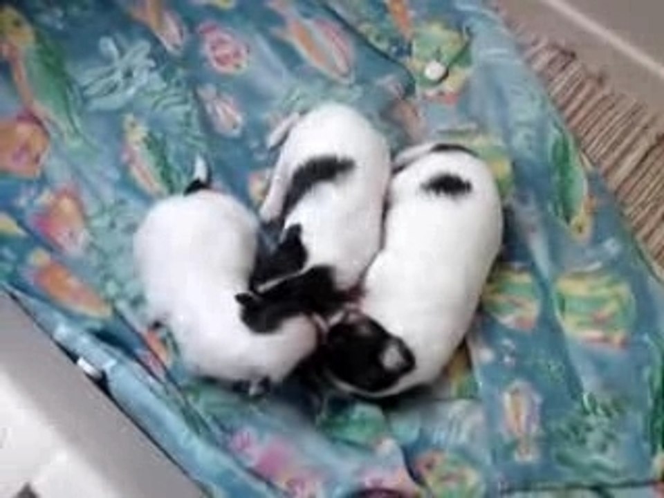 Brand New Papillon Puppies