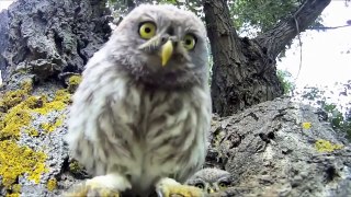 Cute and Funny Owls and Owlets | Funny Best Videos 2015