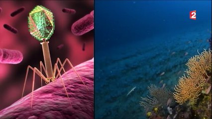 La phagothérapie, l'alternative aux antibiotiques bientôt autorisée en France ?