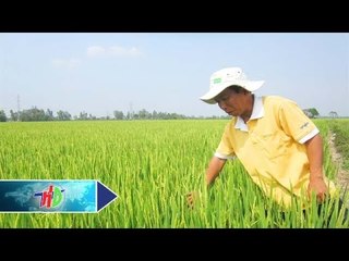 Phương pháp diệt cỏ tận gốc sau gieo cấy | HDTV