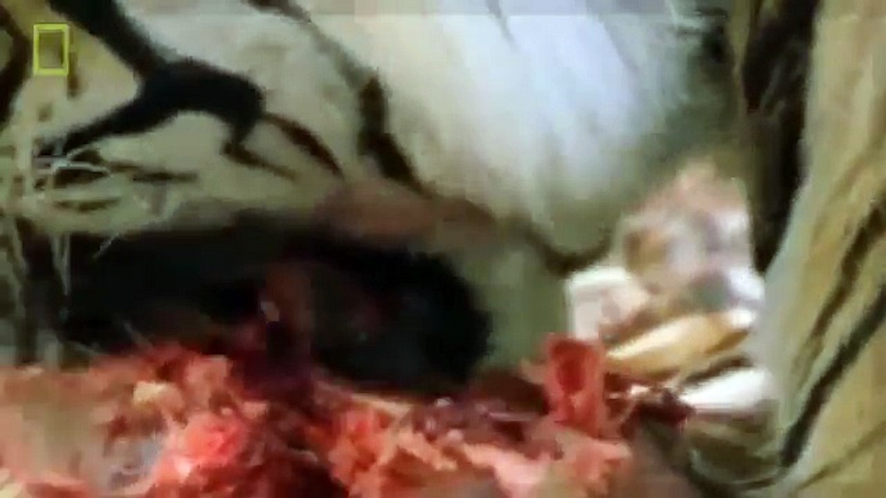 Animal Documentary National Geographic APEX PREDATORS: Lion, Tiger, Cheetah, Hyena & More!