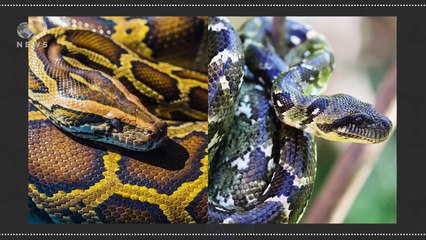 How Snakes Jump and Move Without Legs