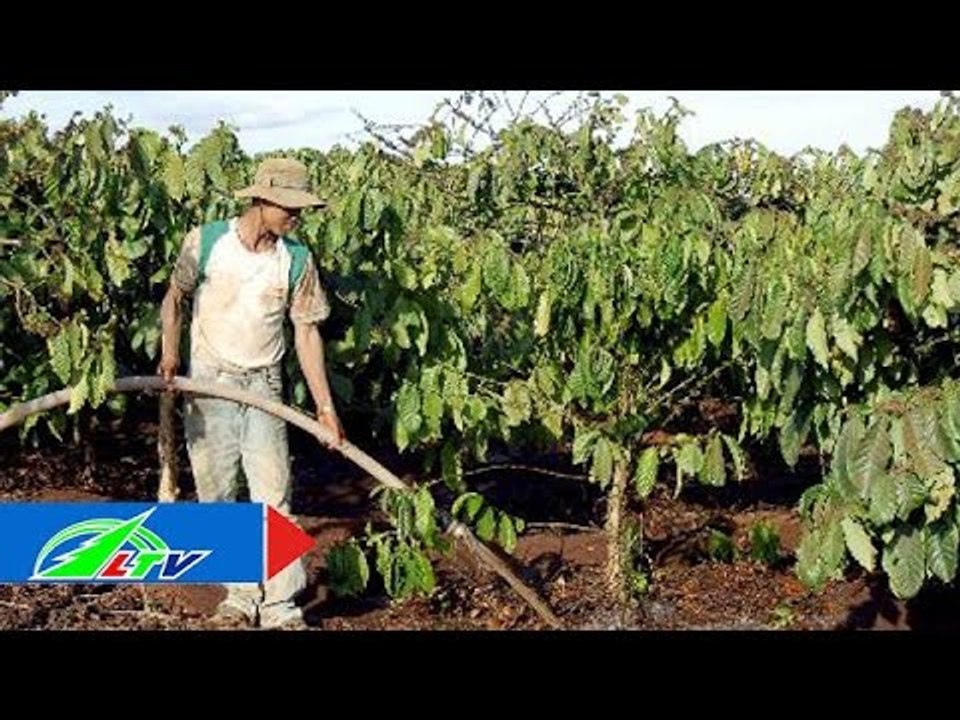 Chăm sóc cà phê mùa mưa cần lưu ý những gì? | LTV
