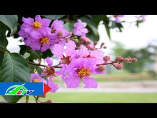 Sự tích buồn hoa tím bằng lăng Đà Lạt | LTV