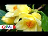 Rực rỡ Chè Hoa vàng Ba Chẽ | QTV