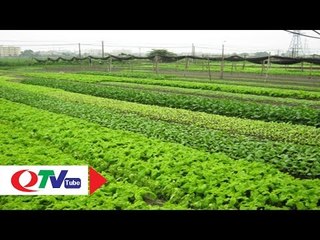 Trải nghiệm thú vị tại vùng sản xuất rau an toàn | QTV