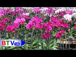 Phát triển không ngừng làng cây cảnh Phú Lâm | BTV
