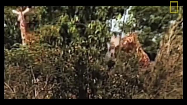 Animal Documentary National Geographic: FIVE STAR KILLERS - Lion, Crocodile, Cheetah & More!