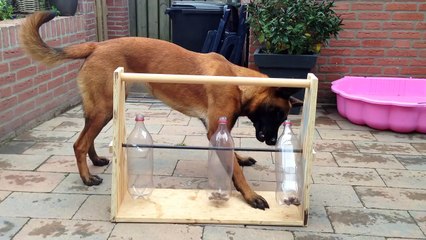 He Built The GREATEST Toy For His Dog! Wow, What An Awesome Idea!