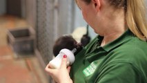 Baby gorilla born by rare C-section at UK zoo