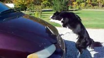 Border Collie Performs Amazing Dog Tricks