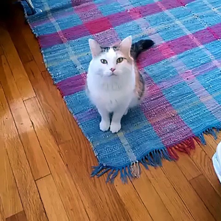 ULTIMATE CAT VINE COMPILATION 4K