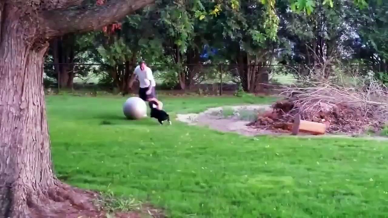 Les chiens sont drôles