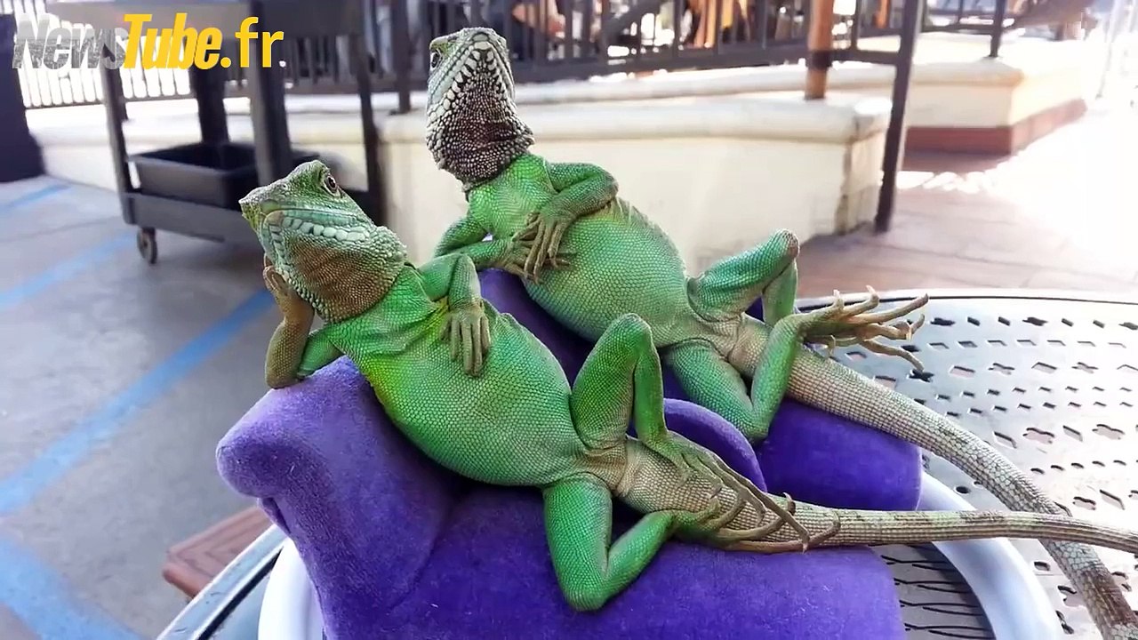 jour de repos lol