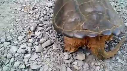 Armou-se em bom, mas deu-se mal com a tartaruga NINJA