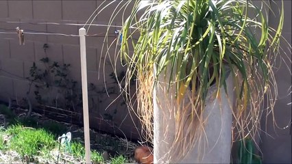Compost pile is getting full - Chopped back the Brittle Bush Plant