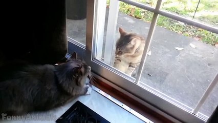 Funny Cats Fighting Through Glass Compilation