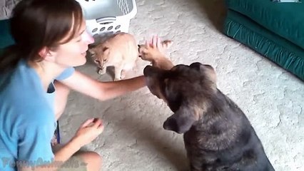 Funny Cats Giving High Fives - Best Cats Compilation 2015