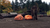 Elephants pulverize giant pumpkins during 2015 Squishing of the Squash
