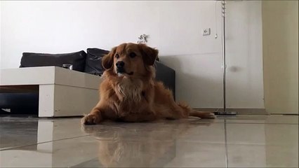 גלופ חוזרת - פרומו