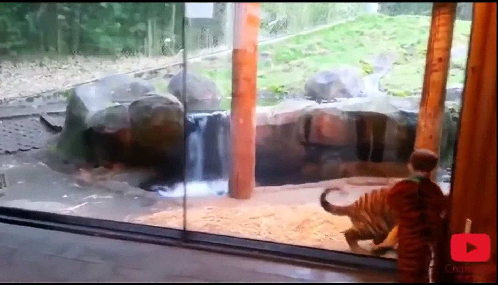 Funny Videos - Funny Animal - Funny Dog Videos, Animals