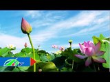 Công dụng thần kì của cây hoa sen | LTV