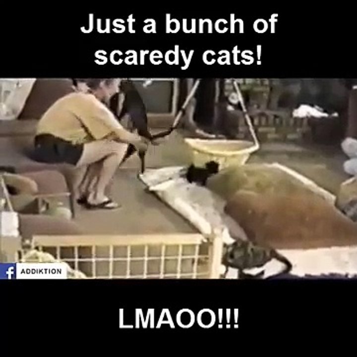 Just a bunch of scared cats compilation  Funny Videos 2015