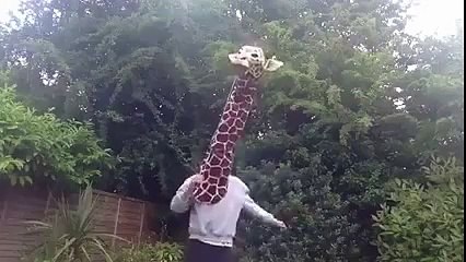 Just a man dressed as a giraffe  The best video you'll see today  Funny Videos 2015