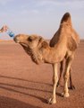 Thirsty Camels in Hindi