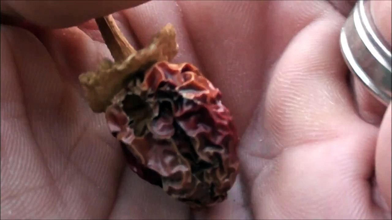 Dried Jalapeno Pepper, Natural Garden Art