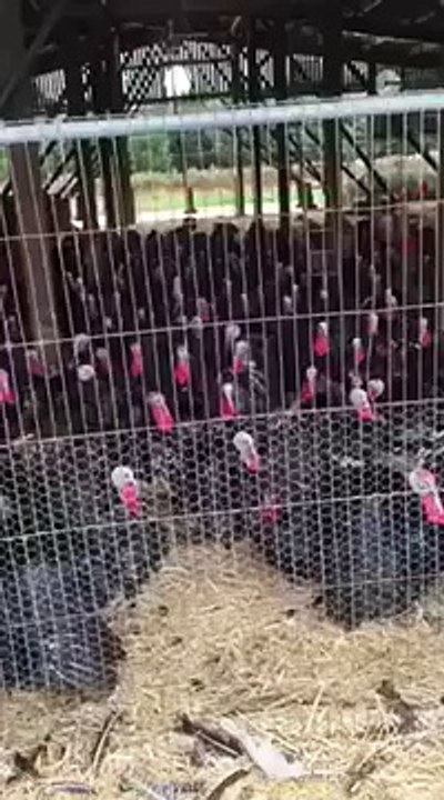 Try not to laugh !! Guy imitates turkey  Funny VIdeos 2015