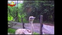 Funny Animals Funny Animals Caught on Tape