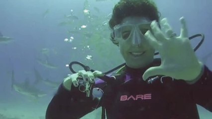 Aboard the Aqua Cat: Shark Feed and Wreck Dive in One