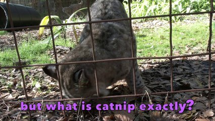 What Is Catnip? Its Effects on Cats 🐱