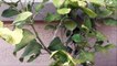 Growing Citrus Trees in the Desert, Eureka Lemon Tree UPDATE - May 2013