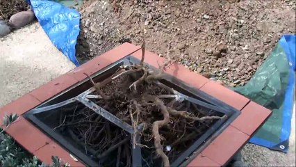 Guess what common plant this HUGE root ball is from-