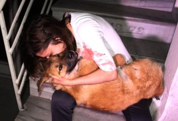 Otomobilin Vurup Kaçtığı Köpeği Kucağına Alıp 'Ne Olur Ölme' Diye Ağladı