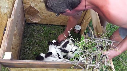 Передвижной крольчатник своими руками