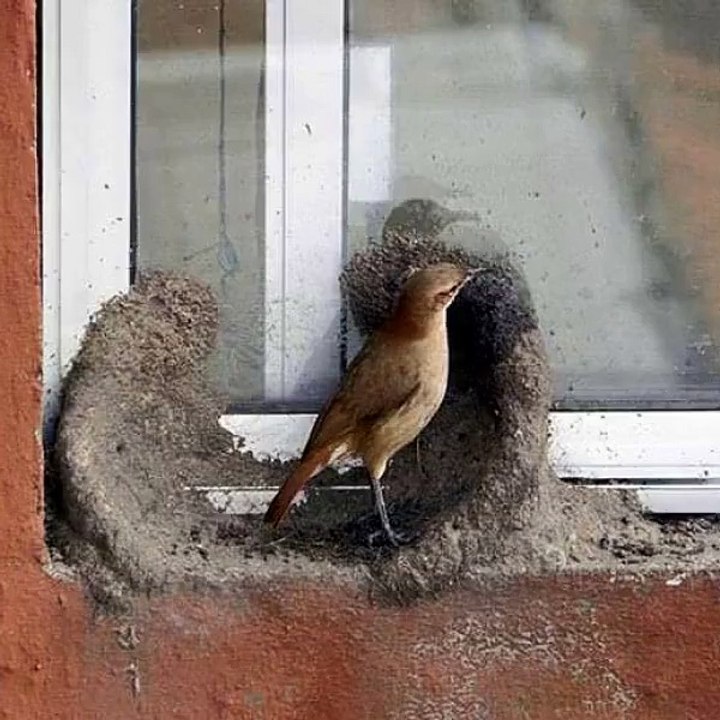 Bird Nest