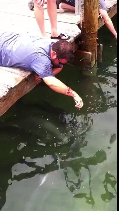 Fish Attack