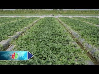 Xuống giống dưa hấu gặp nhiều khó khăn | HDTV