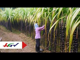 Nâng cao thu nhập từ mô hình xen canh trên cây mía   HGTV