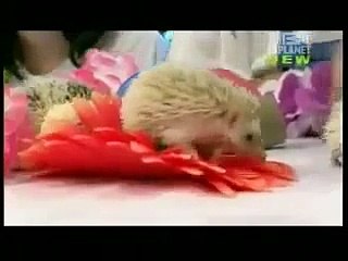 Pets 101 Hedgehogs