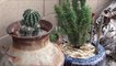 ID this Cacti - Awesome cactus in old metal milk can